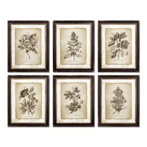 NAPA Home & Garden, FRAMED VINTAGE FLORAL PRINTS, SET OF 6,2269